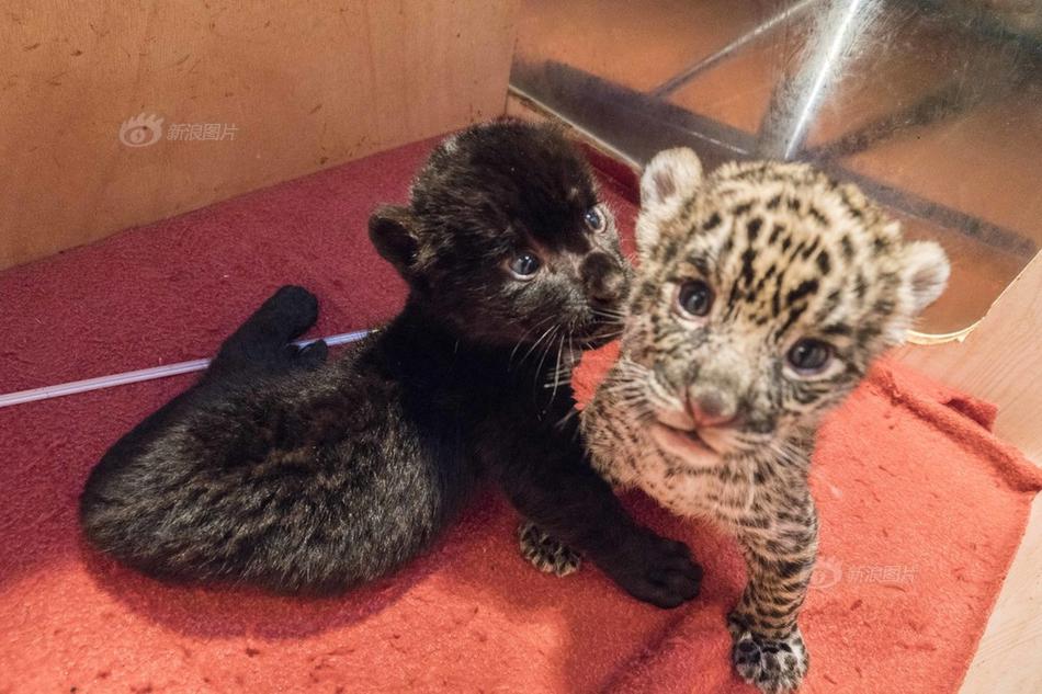 闪灵猎人有什么特色内容