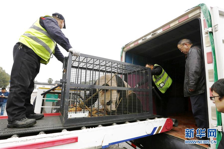 怪物猎人崛起使用宠物技能需要注意什么